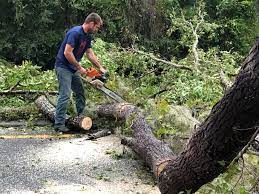 Best Lot and Land Clearing  in Crozet, VA