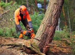 Best Commercial Tree Services  in Crozet, VA